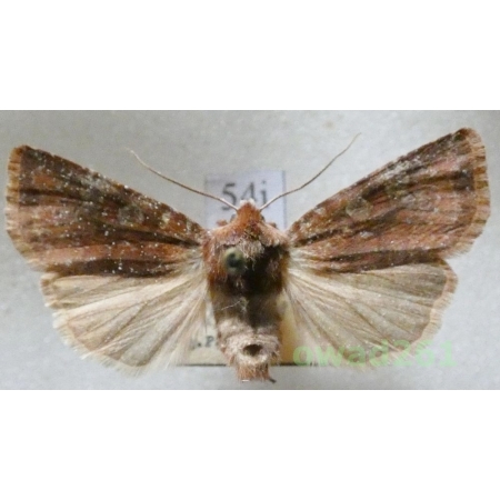 Cerastis leucographa (Denis & Schiffermüller, 1775) Czech54i